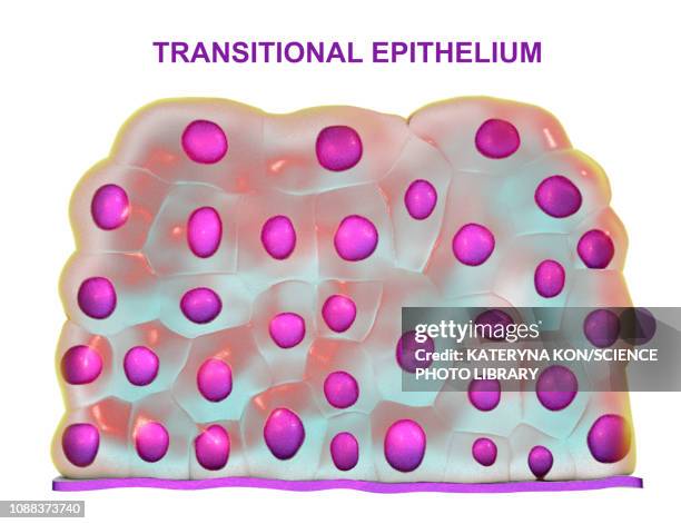 transitional epithelium, illustration - urothelium stock illustrations