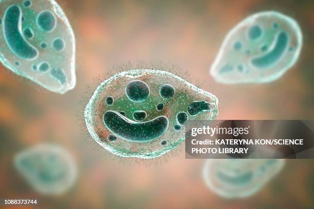 balantidium coli protozoan, illustration - ciliate stock illustrations