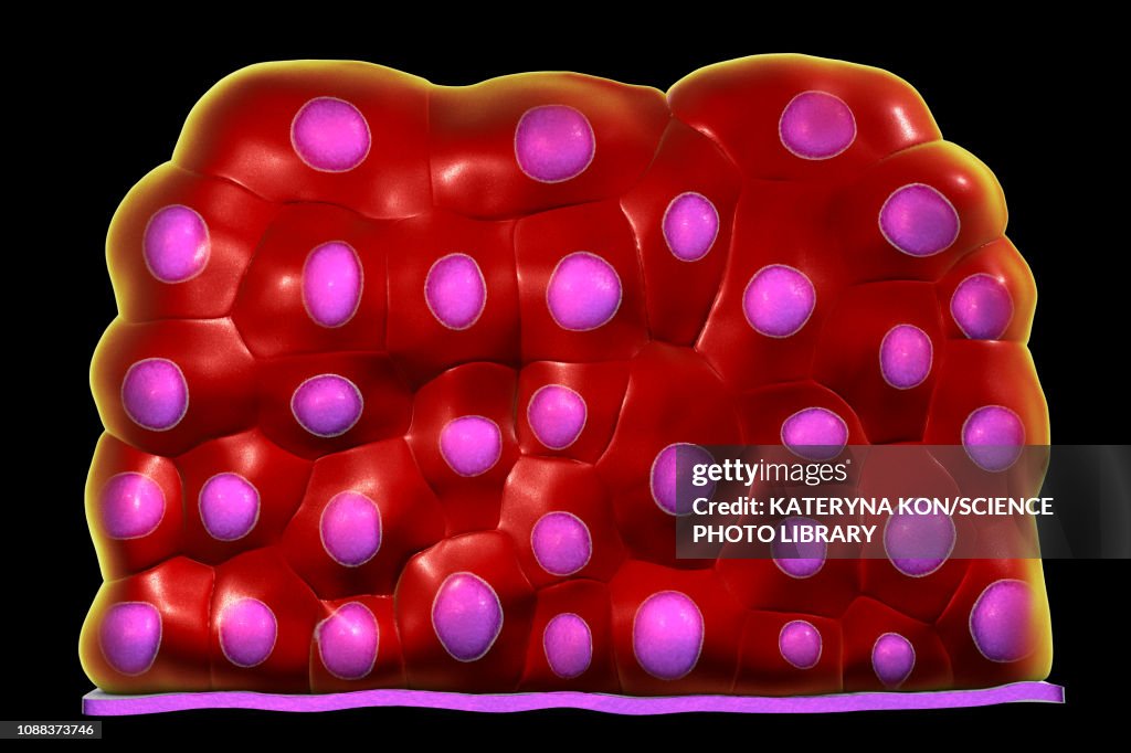 Transitional epithelium, illustration