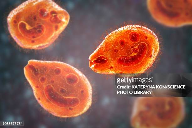 ilustraciones, imágenes clip art, dibujos animados e iconos de stock de balantidium coli protozoan, illustration - protozoo