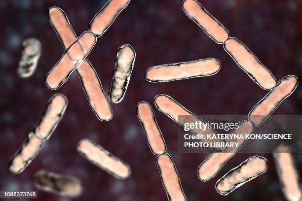 bifidobacterium bacteria, illustration - bifidobacterium stock-grafiken, -clipart, -cartoons und -symbole