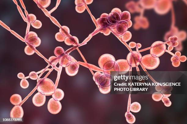 candida albicans yeast and hyphae stages, illustration - symbiotic relationship stock illustrations