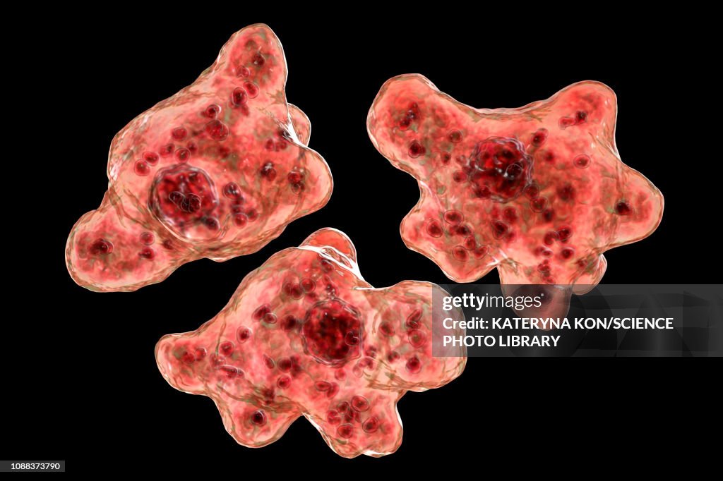 Naegleria brain-eating amoeba, illustration