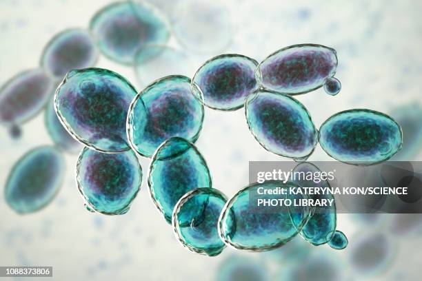 ilustraciones, imágenes clip art, dibujos animados e iconos de stock de yeast saccharomyces cerevisiae, illustration - levadura