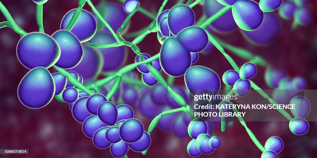 Candida albicans yeast and hyphae stages, illustration