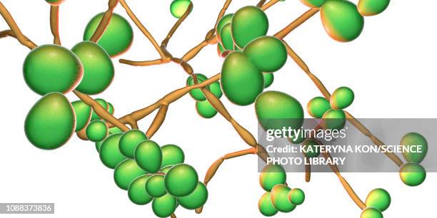 illustrations, cliparts, dessins animés et icônes de candida albicans yeast and hyphae stages, illustration - commensalisme