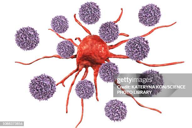 t-lymphocytes attacking cancer cell, illustration - cancer cell white background stock illustrations