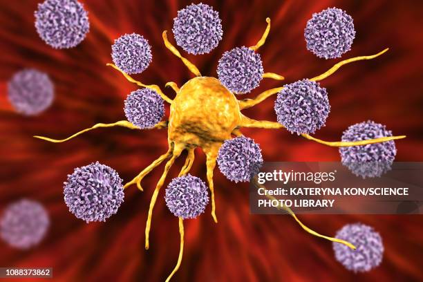 t-lymphocytes attacking cancer cell, illustration - antigen stock illustrations