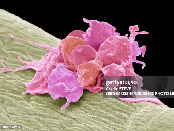 activated platelets, sem - bloedplaatje stockfoto's en -beelden