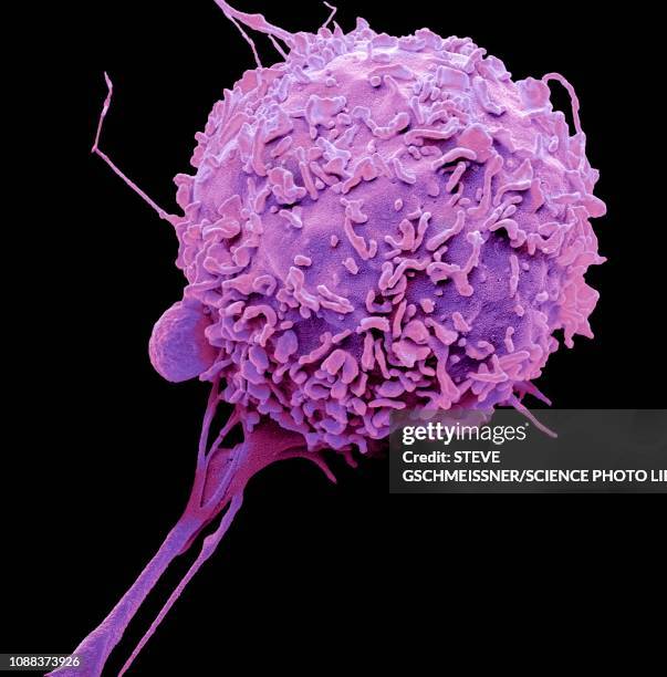 macrophage, sem - macrophage stock pictures, royalty-free photos & images