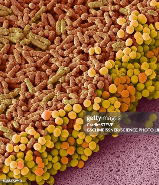 faecal bacteria, sem - scanning electron micrograph stock-fotos und bilder