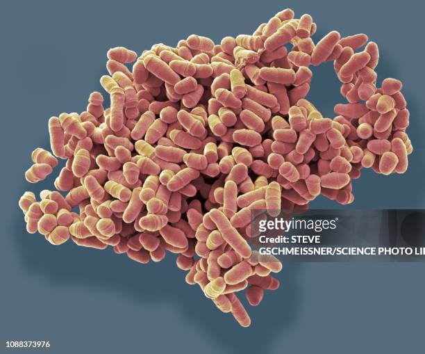 dividing yeast cells, sem - model organism stock pictures, royalty-free photos & images