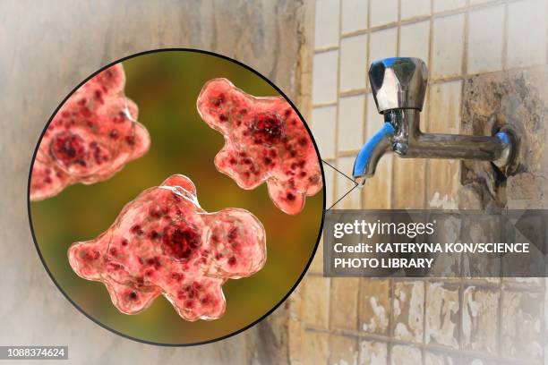 ilustrações de stock, clip art, desenhos animados e ícones de tap water contaminated by amoeba, illustration - naegleria fowleri