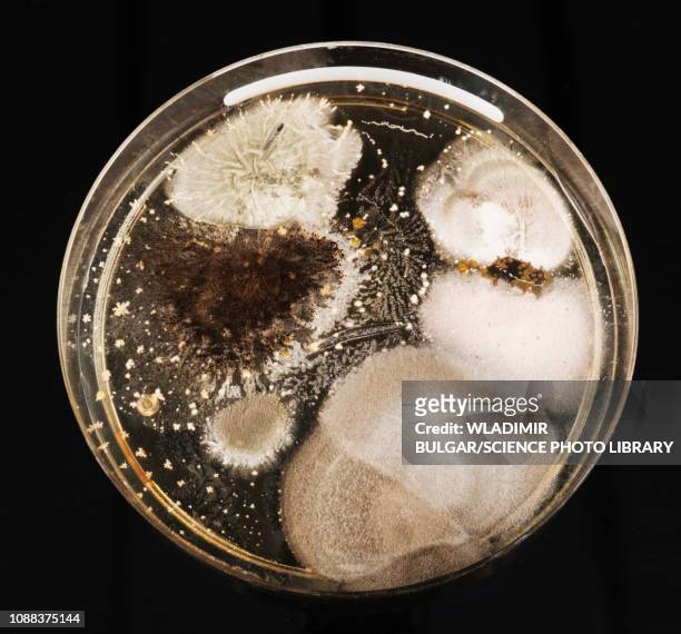 microbes growing in petri dish - yeast laboratory stockfoto's en -beelden