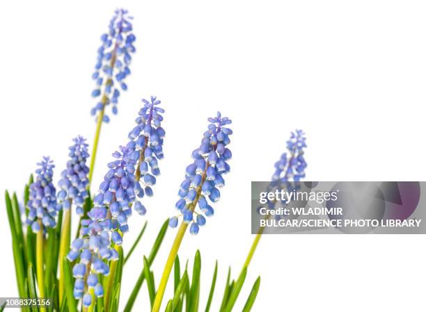 grape hyacinth (muscari sp) flowers - muscari armeniacum stock-fotos und bilder