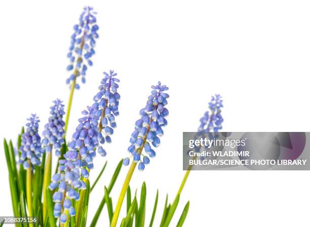 grape hyacinth (muscari sp) flowers - grape hyacinth stock pictures, royalty-free photos & images