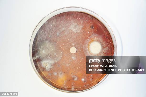 bacterial colonies growing in petri dish - bacteria cultures stock pictures, royalty-free photos & images