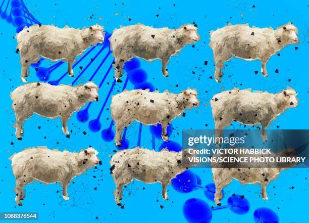 sheep cloning, illustration - clone stock illustrations