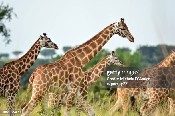 giraffes (giraffa camelopardalis) in the savannah - murchison falls national park stock pictures, royalty-free photos & images