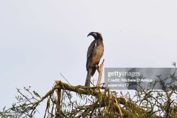 african grey hornbill (lophoceros nasutus) - african grey hornbill stock pictures, royalty-free photos & images