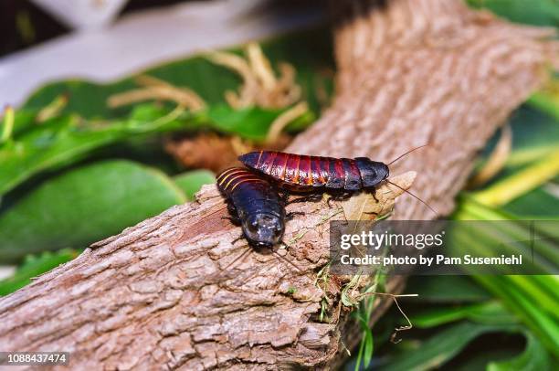 two madagascar hissing cockroaches - cockroach stock pictures, royalty-free photos & images
