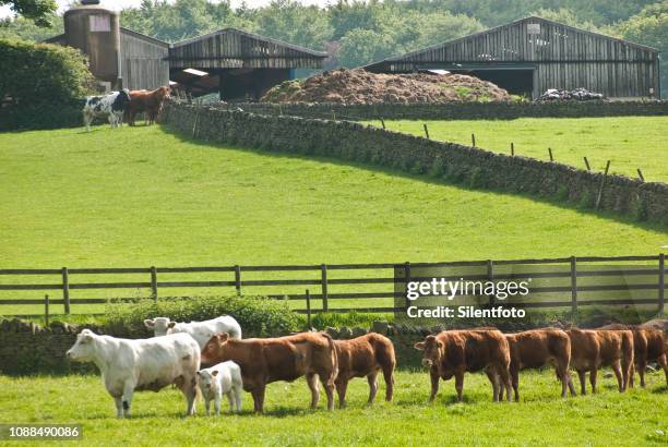 cows come home - silentfoto sheffield stock pictures, royalty-free photos & images