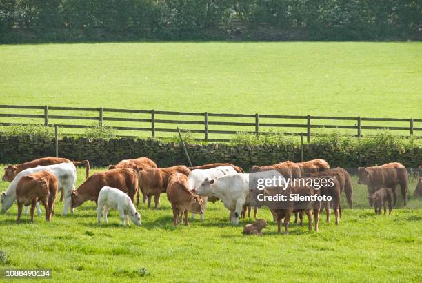 cows come home - silentfoto sheffield stock pictures, royalty-free photos & images