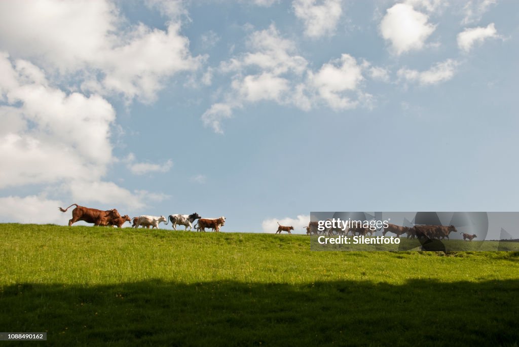 Cows Come Home