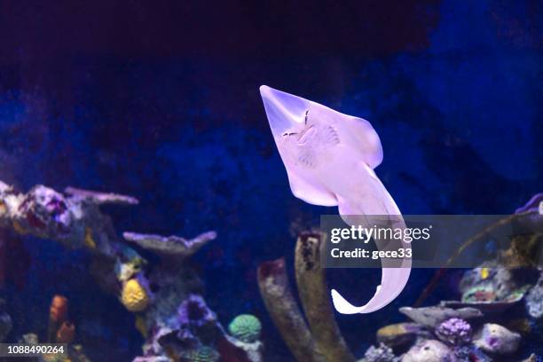 Stringre Fish Stingray Fish Photos and Premium High Res Pictures - Getty Images