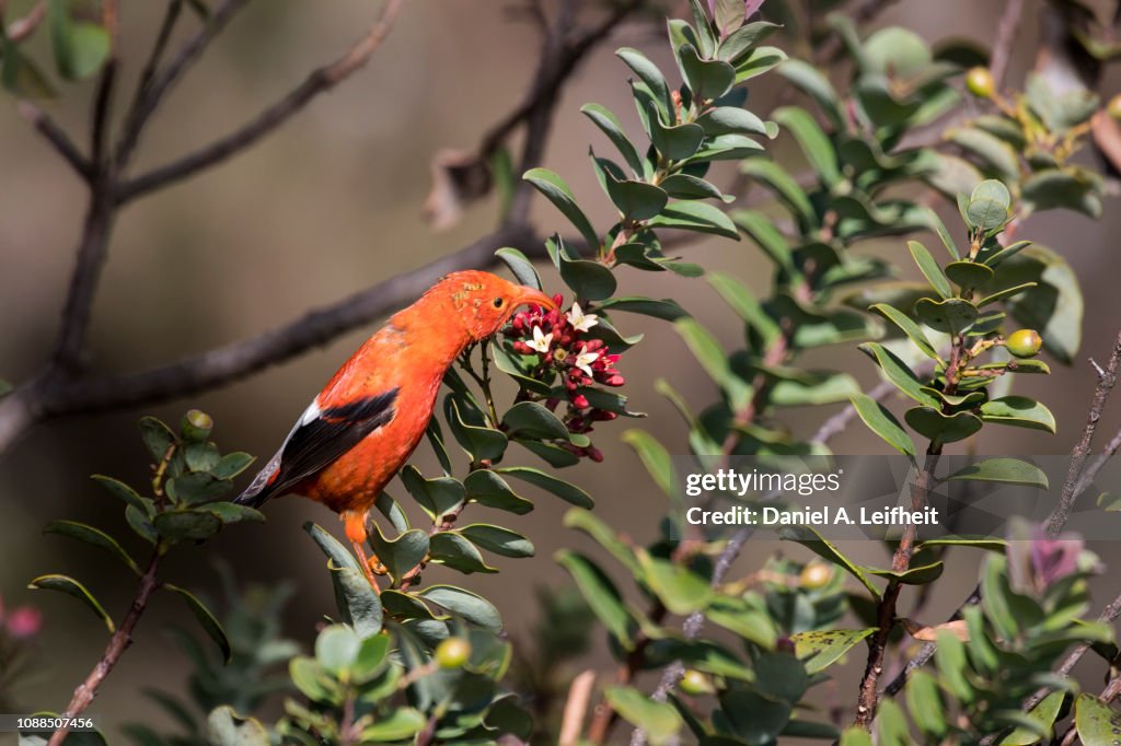 I'iwi Bird in Hawaii