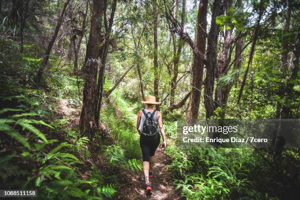 woman hiking in rainforest during summer - australian rainforest photos et images de collection