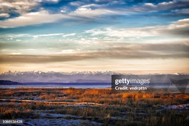 skagit wildlife area - schneegans stock-fotos und bilder
