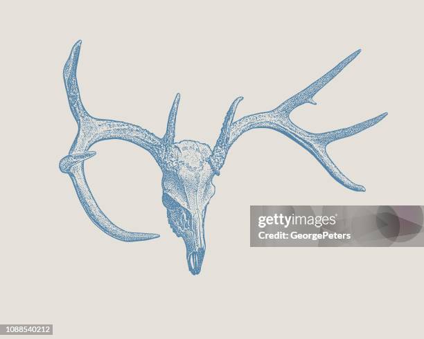 deer skull and antlers - deer skull stock illustrations