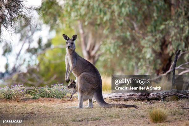 kangaroo and joey - brousse photos et images de collection