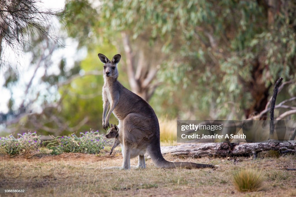 Kangaroo and Joey