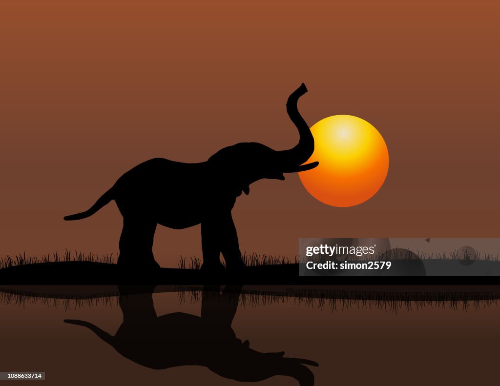 Elephant at Sunset Background
