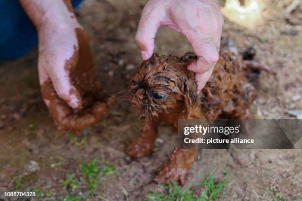 January 2019, Brazil, Brumadinho: A dog puppy is covered with mud after the break of a dam at the Feijão iron ore mine. Photo: Rodney Costa/dpa