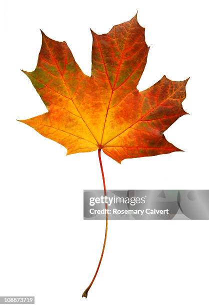 brightly coloured autumnal norwegian maple leaf. - maple leaves stock pictures, royalty-free photos & images