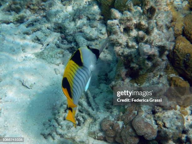 double-saddle (saddleback) butterfly fish (chaetodon falcula) - pacific double saddle butterflyfish stock pictures, royalty-free photos & images