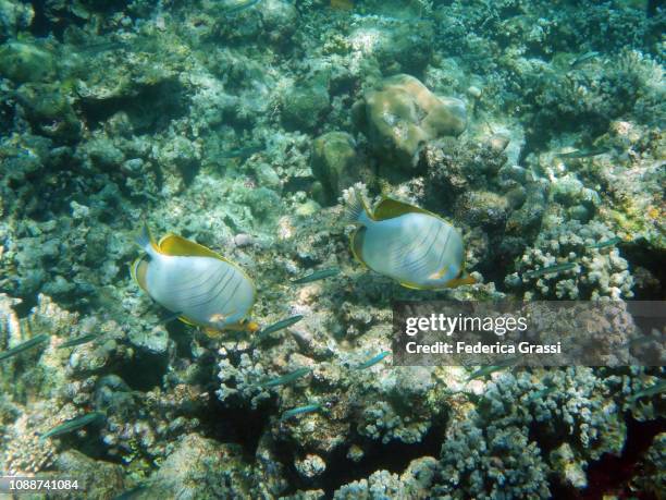 two chaetodon xanthocephalus (yellowhead butterflyfish) - xanthocephalus stock pictures, royalty-free photos & images