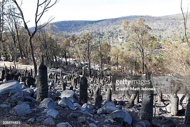 Burnt native Australian plants known as Xanthorrhoeaceae or Black Boys are seen on February 7, 2011 in Perth, Australia. At least 59 homes have now...