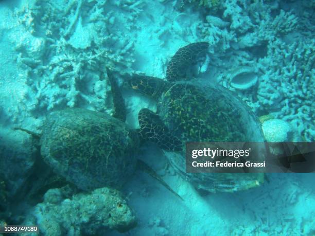 two hawksbill sea turtle (eretmochelys imbricata) - zebrasoma veliferum stock pictures, royalty-free photos & images