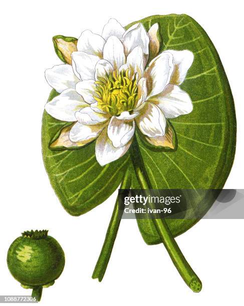 european white water lily, white water rose or white nenuphar - white water lily stock illustrations