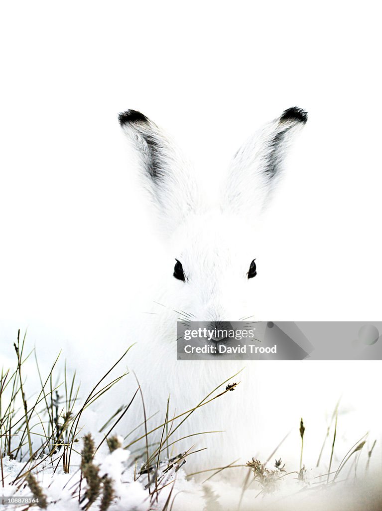 Arctic hare in Greenland
