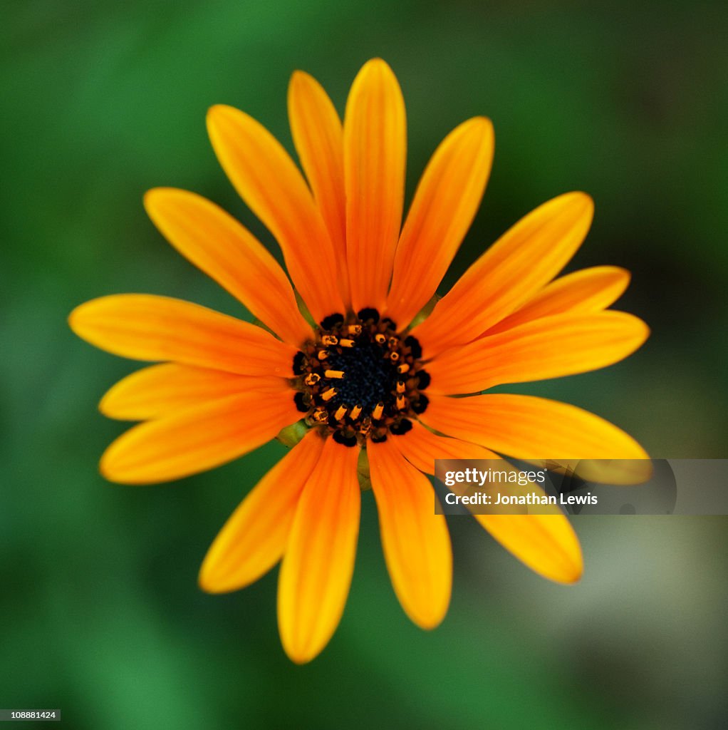 Flower, National Botanic Garden of Wales