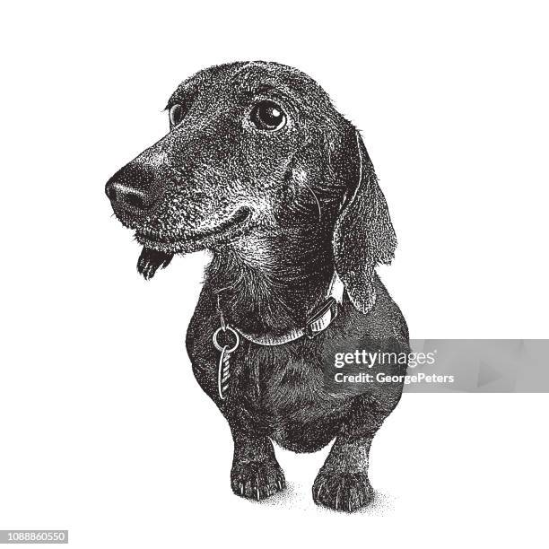 453点のダックスフントイラスト素材 Getty Images 453点のダックスフントイラスト素材 Getty Images