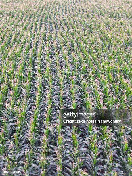 cropland - agriculture in bangladesh stock-fotos und bilder