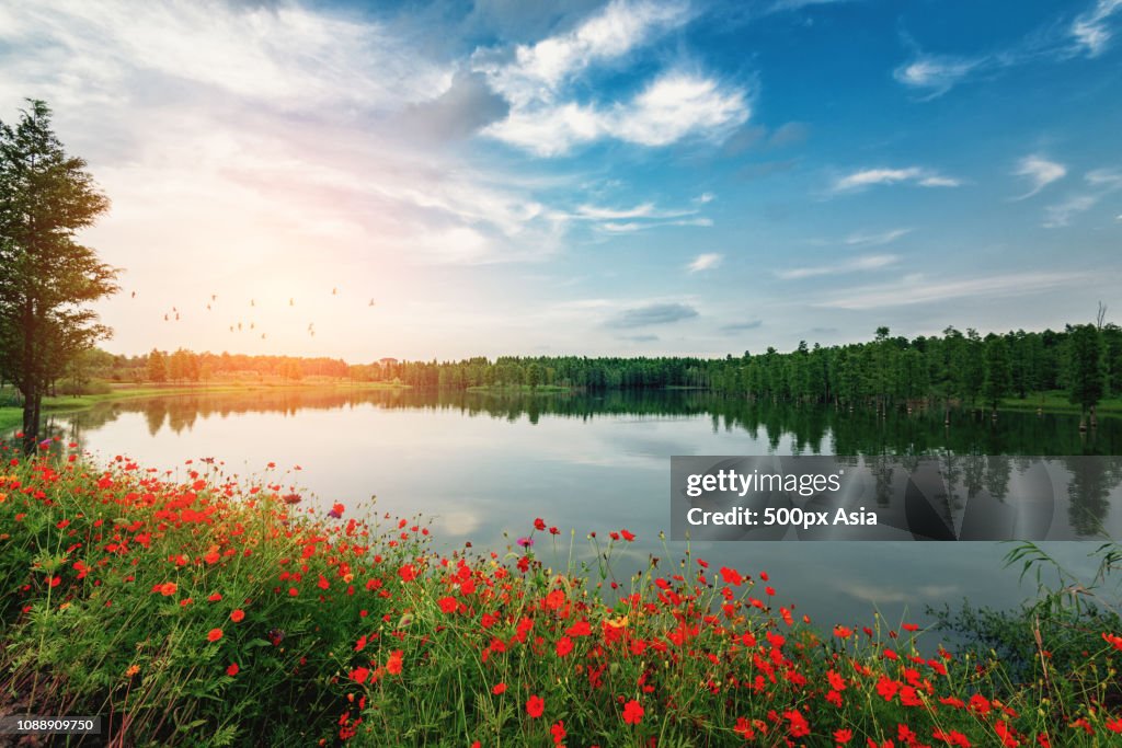 Poppy flowers growing on lakeshore, China