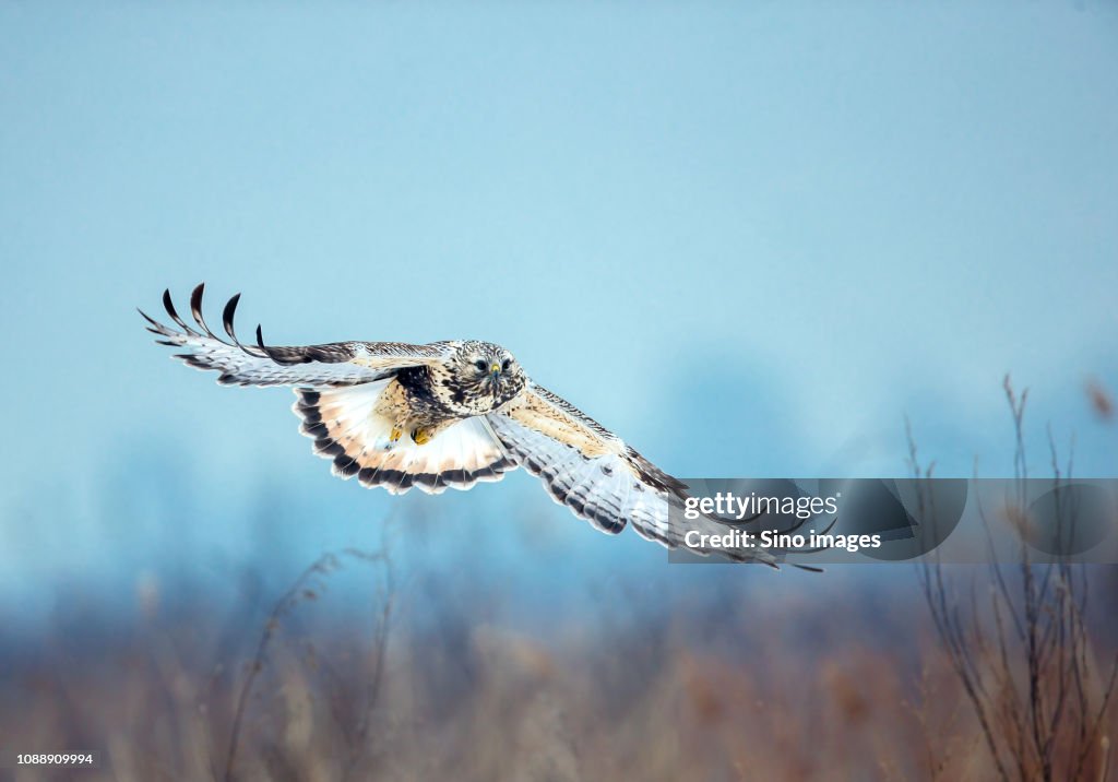 Flying bird against blurry background