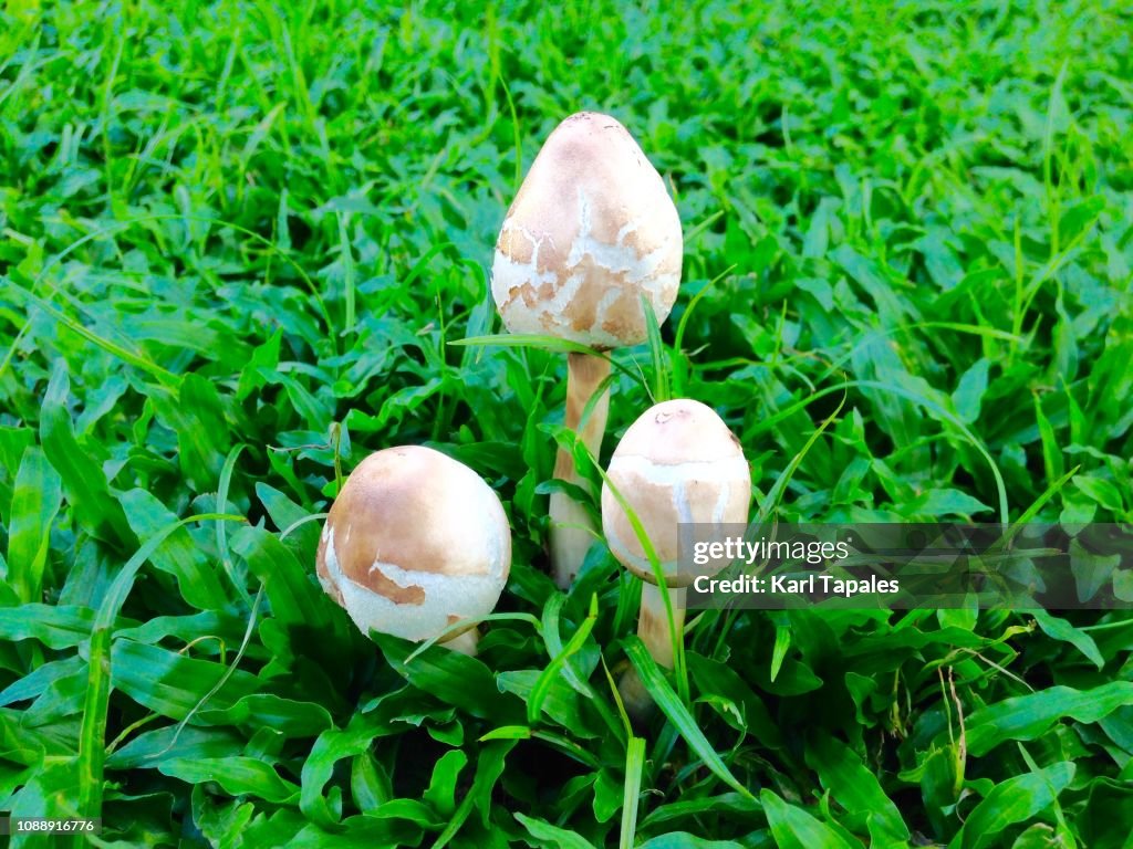 Chlorophyllum molybdite also known as false parasol, green-spored Lepiota and vomiter